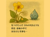 大叶黄堇