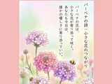 バーベナ