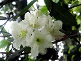 Rhododendron decorum