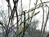 Pussy willow