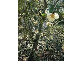 Michelia yunnanensis