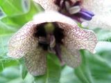 henbane