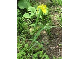 キショウブ