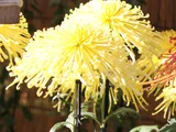 菊花 '聖光金波’