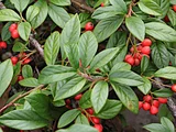 Rock cotoneaster