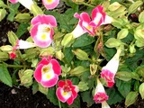 Torenia fournieri