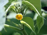 Abutilon theophrasti