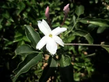 Jasmimum polyanthum