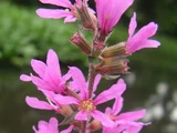 Lythrum salicaria
