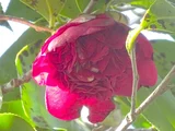 Camellia Nanban-ko