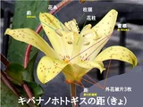 キバナノホトトギス