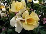 Limoncello