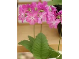 櫻草 '花車'