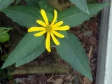 Helianthus tuberosus