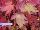 Acer rubrum