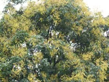 Chinese flame tree