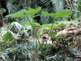 Arisaema ringens