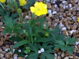 Ranunculus acris