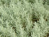 Lavender cotton