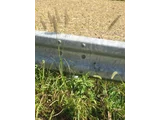 Pennisetum alopecuroides