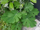 Macleaya cordata