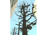 Ginkgo biloba tree