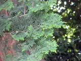 Golden threadleaf sawara cypress