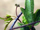 Ampelopsis japonica