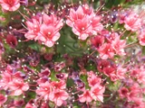 Echium wildpretii