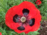 Ladybird Poppy