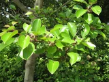 Ilex Rotunda
