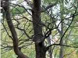 Ulmus parvifolia