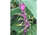 Globba winitii
