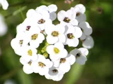 香雪球@Sweet Alyssum Super Alyssum 'Snow princess"