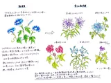 Henka asagao 'kisuisyofuiriutikomi’