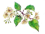 Tilia europaea