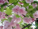 Prunus 'Kanzan'