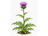 Cirsium purpuratum