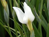 Iris ensata 'Hakuryu no tsume'