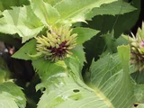 Cirsium purpuratum