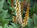 田代马鞍树