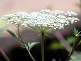 Angelica acutiloba