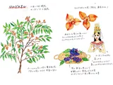 銀帽花