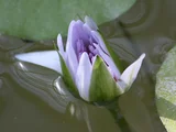 Tropical Waterlily 'Nymphaea White Colorata'