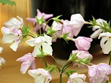 櫻草 '东太'
