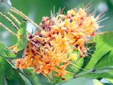 Ashoka tree