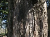 Metasequoia
