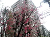 Cerasus campanulata