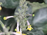 Gymnostachyum ceylanicum