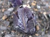 Scopolia japonica